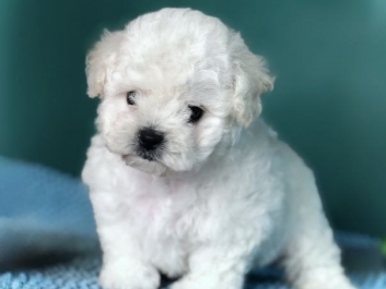 Бишон-фризе Bichon a poil frise Бишон-фризе Bichon a poil frise