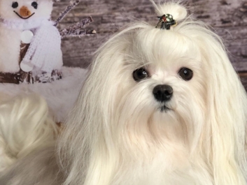 Мальтезе Maltese Мальтезе Maltese
