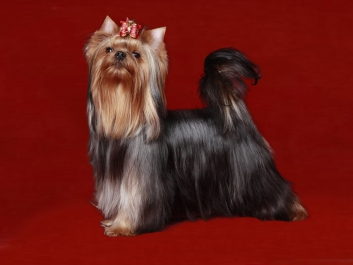 Йоркширский терьер Yorkshire terrier Йоркширский терьер Yorkshire terrier