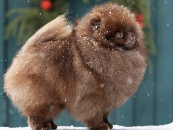 Померанский шпиц Pomeranian Померанский шпиц Pomeranian