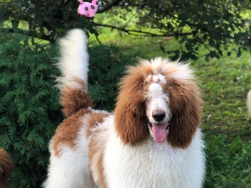 Пудель Poodle Пудель Poodle